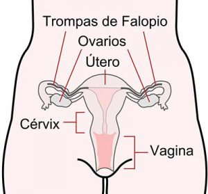 Vagina y útero